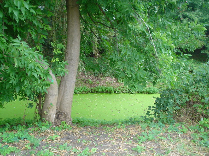 2008-05 »TREE IN GREENERY« 