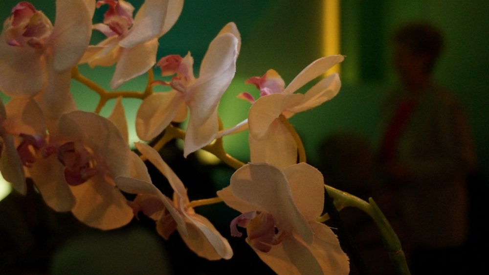 2013-03 »JUTTAS ORCHIDEEN« 