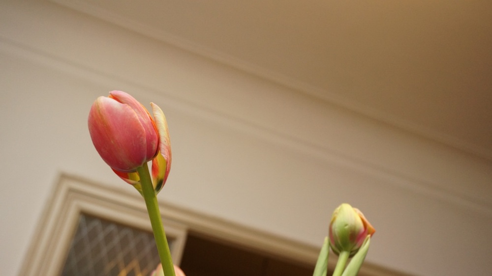 2013-06 »TULPE« 