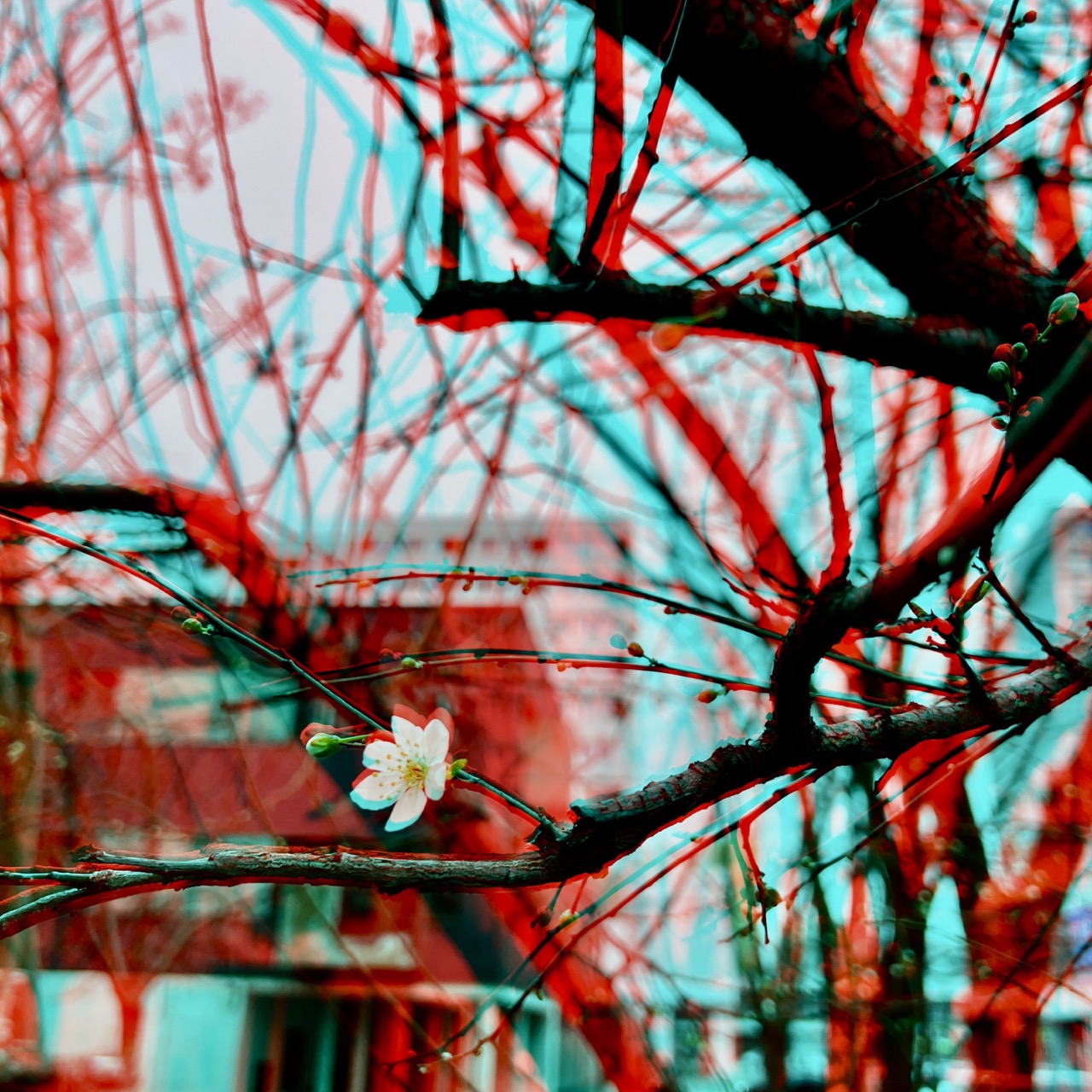 RC Anaglyphe 2024-05 » SPRING SOLITUDE«