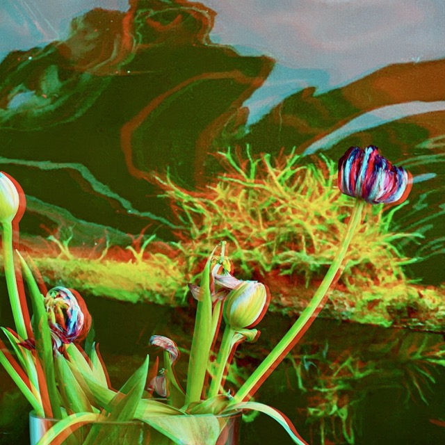 RC Anaglyphe 2025-06 »TULPEN VOR WASSERHIMMEL «