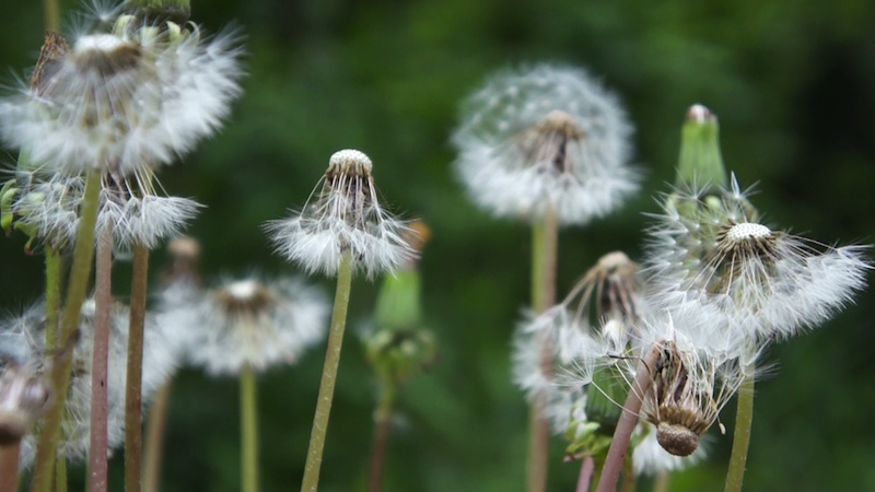 screenshot PUSTEBLUME